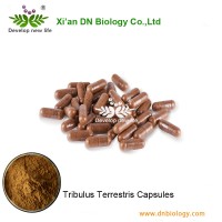 Best OEM Service For Tribulus Terrestris Capsules