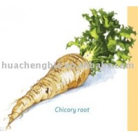 High quality Chicory Root Extract