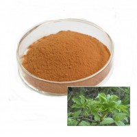 high quality pharmaceutical acanthopanax senticosus root extract powder in stock